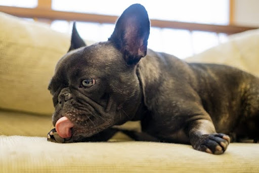 黒いフレンチブルドッグ