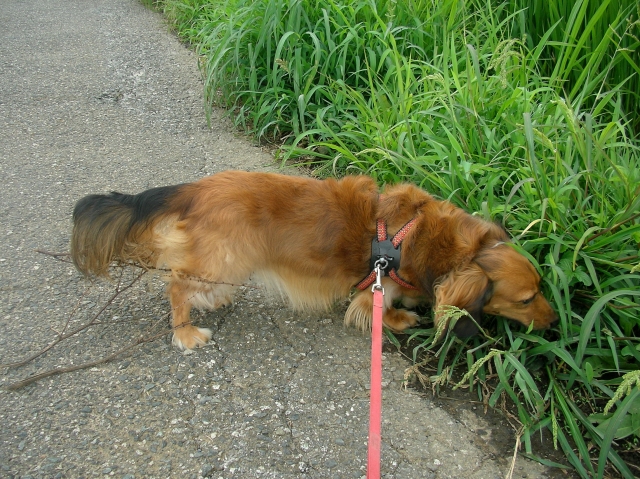 草むらに入るミニチュアダックスフンド