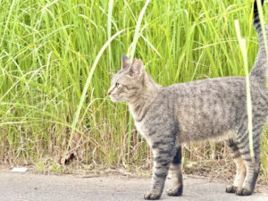 草むらの近くで歩いているキジトラ猫