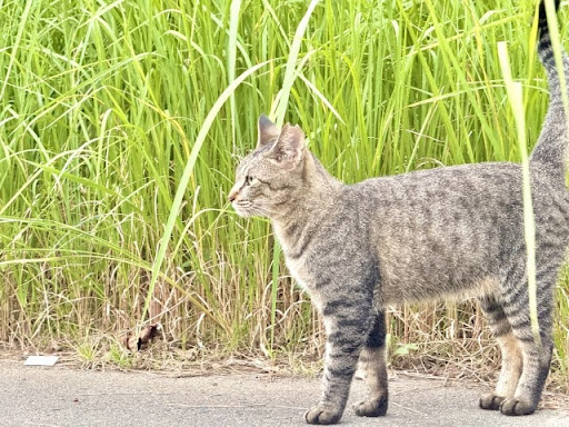 草むらの近くで歩いているキジトラ猫