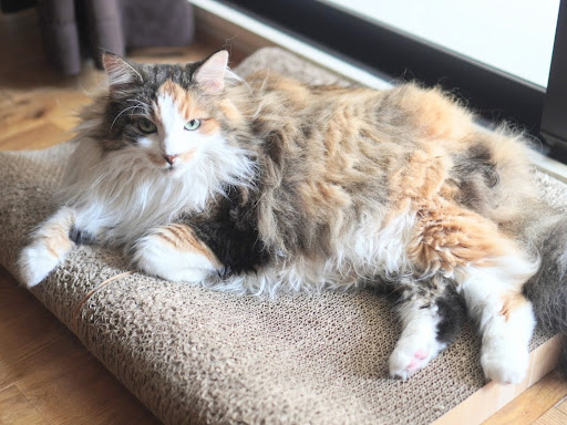 爪研ぎの上で寝そべるノルウェージャンフォレストキャット