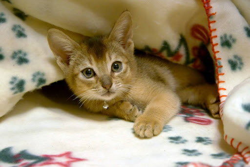 布団の中にいるアビシニアン