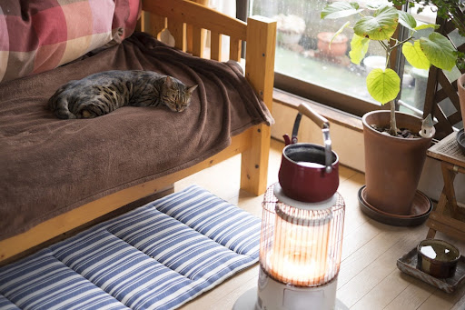 ソファにいる猫