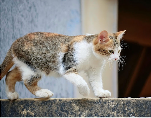 塀の上を歩いている猫