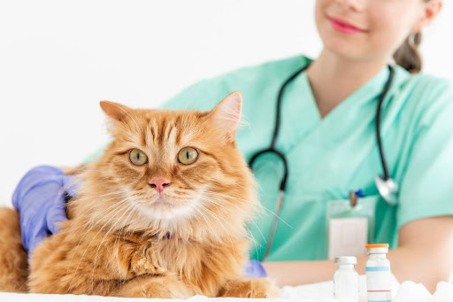 診察されている猫