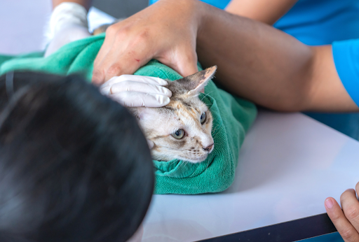 耳を診察される猫